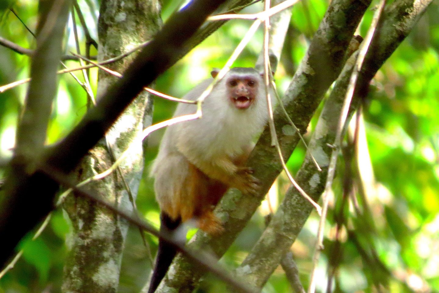 Sagui-de-Schneider em seu habitat na Amazônia: descoberta por programa desenvolvido como parte do licenciamento ambiental de hidrelétrica da Neoenergia (Foto: Ivan Batista)