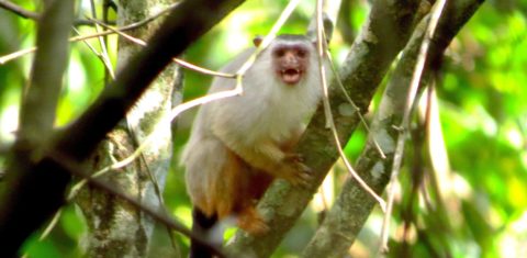 Sagui-de-Schneider em seu habitat na Amazônia: descoberta por programa desenvolvido como parte do licenciamento ambiental de hidrelétrica da Neoenergia (Foto: Ivan Batista)