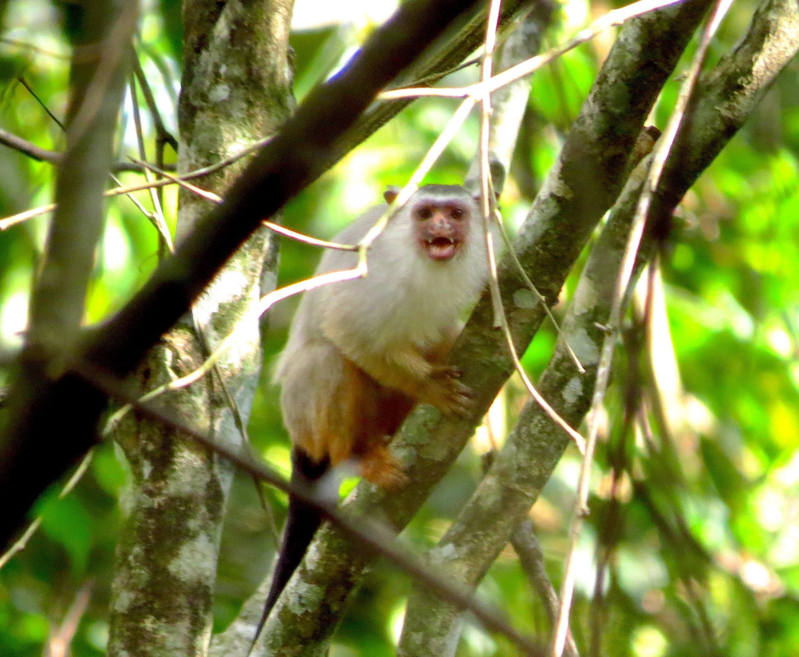 Detalhe Do Macaco-sagui Na árvore. Foco Seletivo Imagem de Stock - Imagem  de primata, animal: 202424853