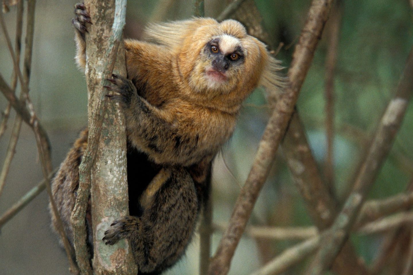 Sagui-da-serra na Mata Atlântica: espécie ameaçada por doenças, mudanças climáticas e invasões (Foto: Cyril Ruoso / Biosphoto / AFP)