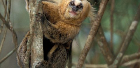 Sagui-da-serra na Mata Atlântica: espécie ameaçada por doenças, mudanças climáticas e invasões (Foto: Cyril Ruoso / Biosphoto / AFP)
