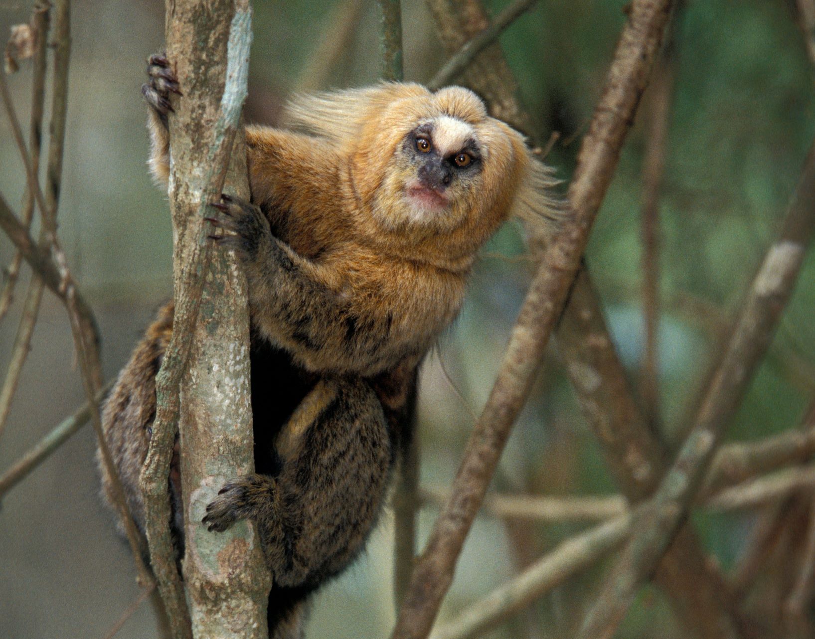 O menor macaco das Américas: Sagui-pigmeu (Cebuella pygmaea)