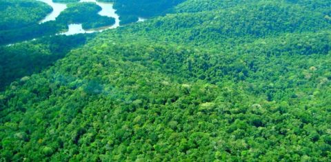 Conjunto de Glebas Mamuru Arapiuns em concessão para manejo florestal: estudo aponta que créditos de carbono em concessões florestais poderiam gerar mais de R$ 100 milhões por ano (Foto: Agência Pará)