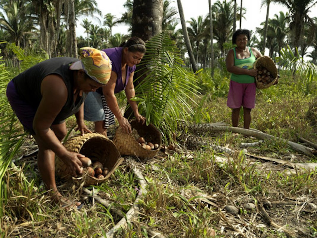 Quebradeiras de coco babaçu, comunidade tradicional do Cerrado: app permite que comunidades mapeiem seus territórios (Foto: Peter Caton/ISPN)