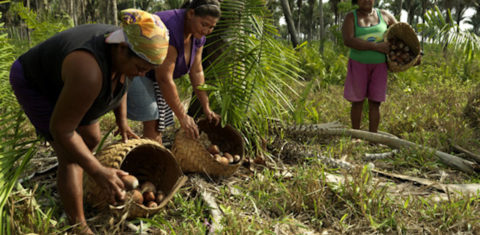 Quebradeiras de coco babaçu, comunidade tradicional do Cerrado: app permite que comunidades mapeiem seus territórios (Foto: Peter Caton/ISPN)