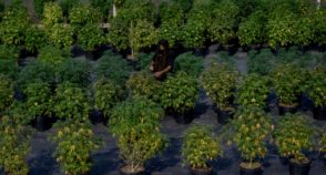 Solo mais fértil com cannabis