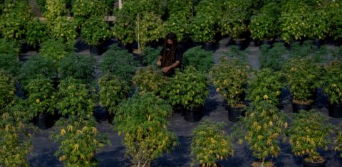Fazenda da Associação de Apoio à Pesquisa e Pacientes de Cannabis Medicinal (Apepi) para cultivo orgânico da cannabis com fins medicinais: pesquisa mostra que planta torna solo mais férteis (Foto: Mauro Pimentel / AFP- 09/09/2021)
