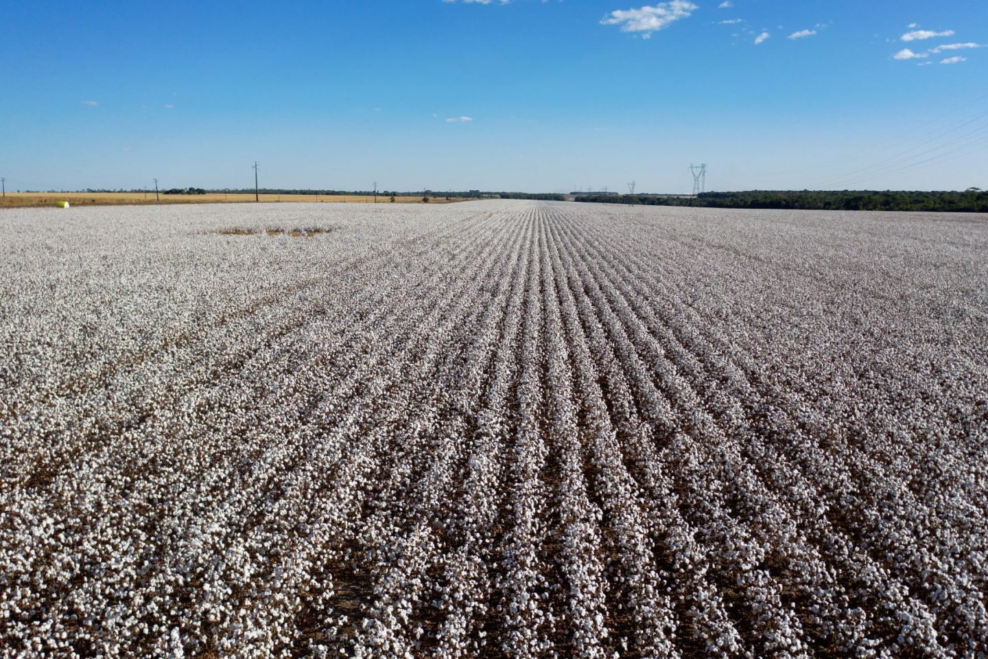 Plantação de algodão em Mato Grosso: revisão tecnológica dos processos de produção para atender aos compromissos globais de redução de emissão de gases de efeito estufa (Foto: Florian Plaucheur / AFP - 08/08/2020)