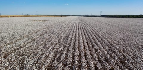 Plantação de algodão em Mato Grosso: revisão tecnológica dos processos de produção para atender aos compromissos globais de redução de emissão de gases de efeito estufa (Foto: Florian Plaucheur / AFP - 08/08/2020)