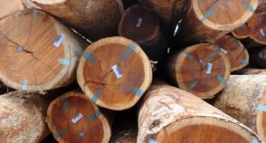 Amazônia pode ser diferencial na reconstrução da agenda socioambiental brasileira