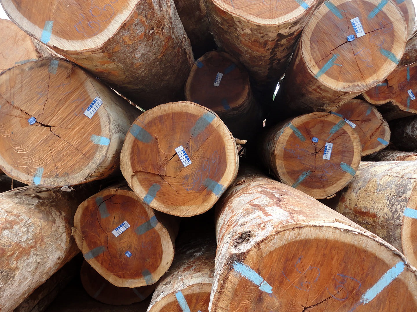 Toras de madeira cortadas ilegalmente da Amazônia. Cerca de 98% do desmatamento na região é ilegal. O Brasil se comprometeu a acabar com esses crimes até 2028. Foto EyePress via AFP