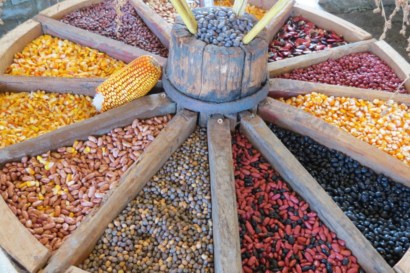 Diferentemente das sementes híbridas ou transgênicas, as sementes crioulas não passam por manipulação genética por empresas privadas. Foto Carine Massierer