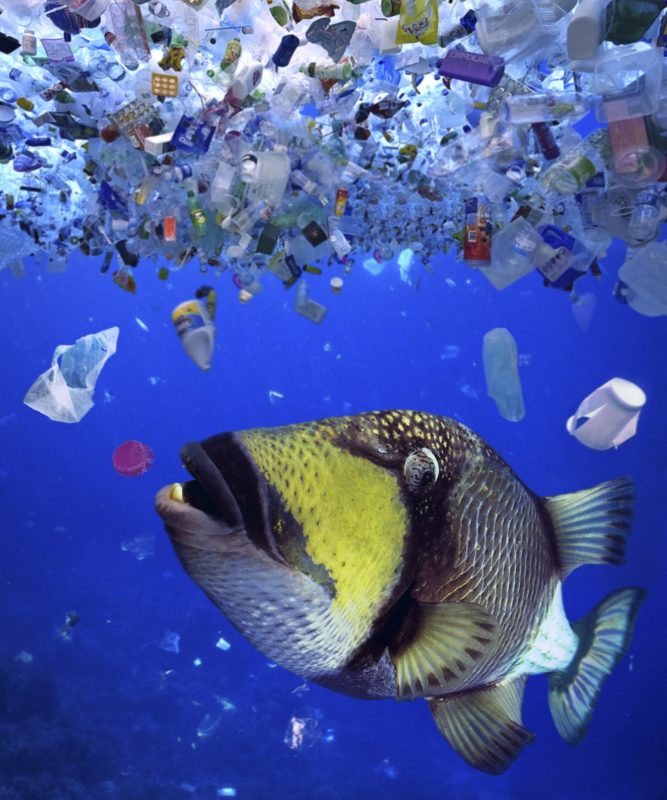 O peixe-porco Titan morde uma tampa de garrafa plástica. Animais marinhos ingerem lixo de plástico porque pensam que é comestível. Ilha Thilafushi. Foto Paulo de Oliveira/ Biosphoto via AFP