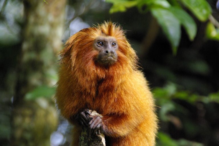 Mico-leão-dourado na Reserva Biológica de Poços das Antas, área de Mata Atlântica, no Rio: ExxonMobil vai apoiar infraestrutura de novo parque ecológico (Foto: Andreia Martins / AMLD)