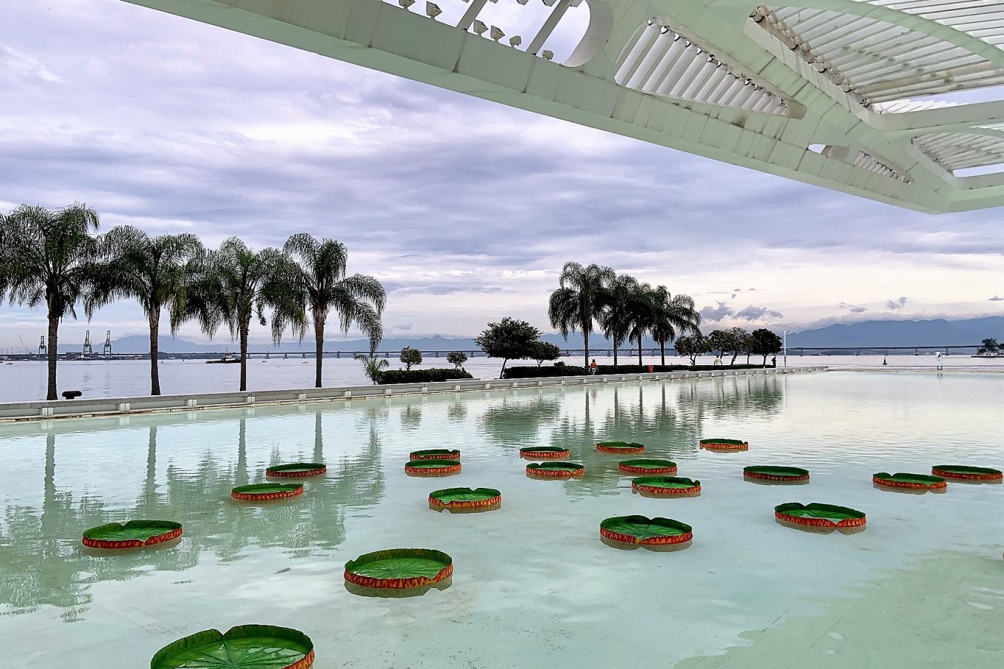 Vitórias-régias no espelho d'água do Museu do Amanhã durante a exposição sobre a Amazônia (Foto: Carla Lencastre)