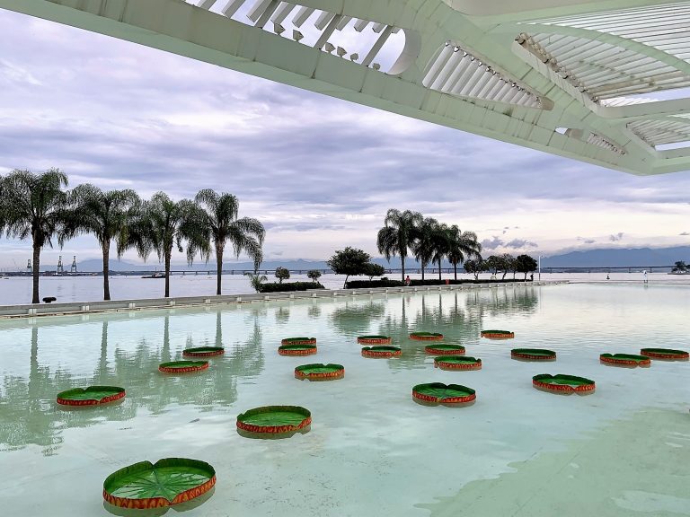 Vitórias-régias no espelho d'água do Museu do Amanhã durante a exposição sobre a Amazônia (Foto: Carla Lencastre)