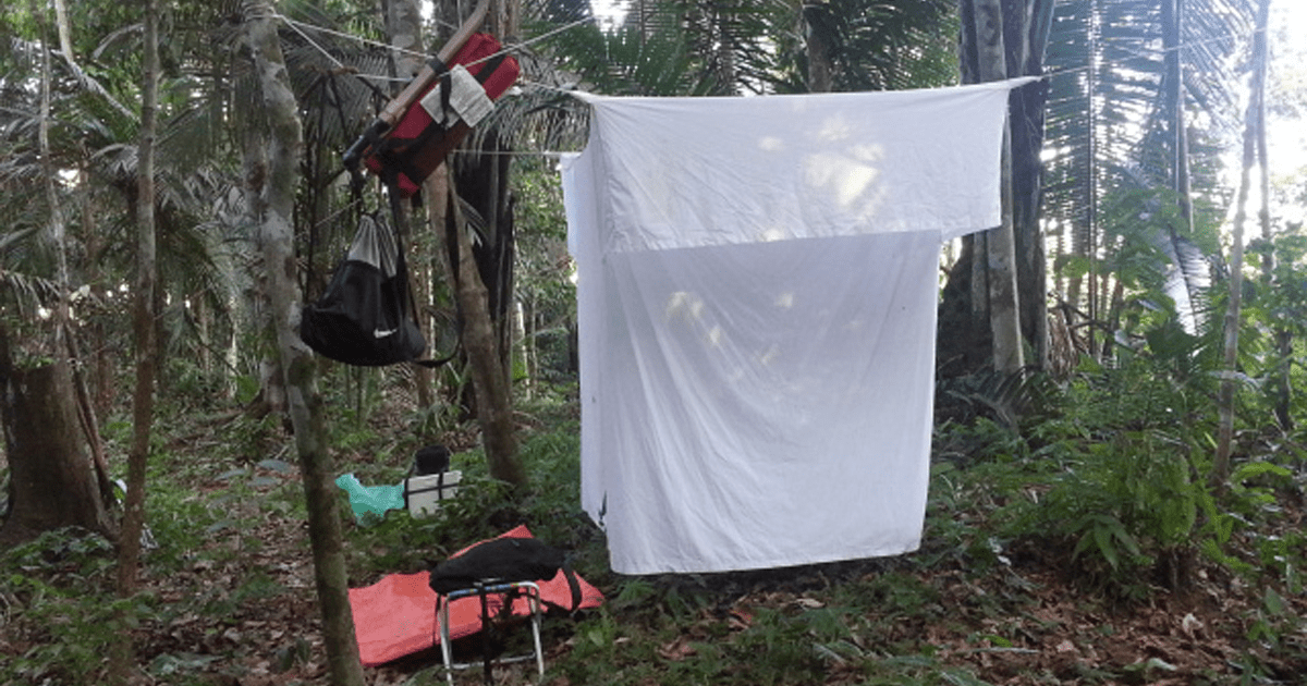 Barraca com armadilha de Shannon montada pelos pesquisadores: captura de mosquitos para estudo (Foto: Reprodução)