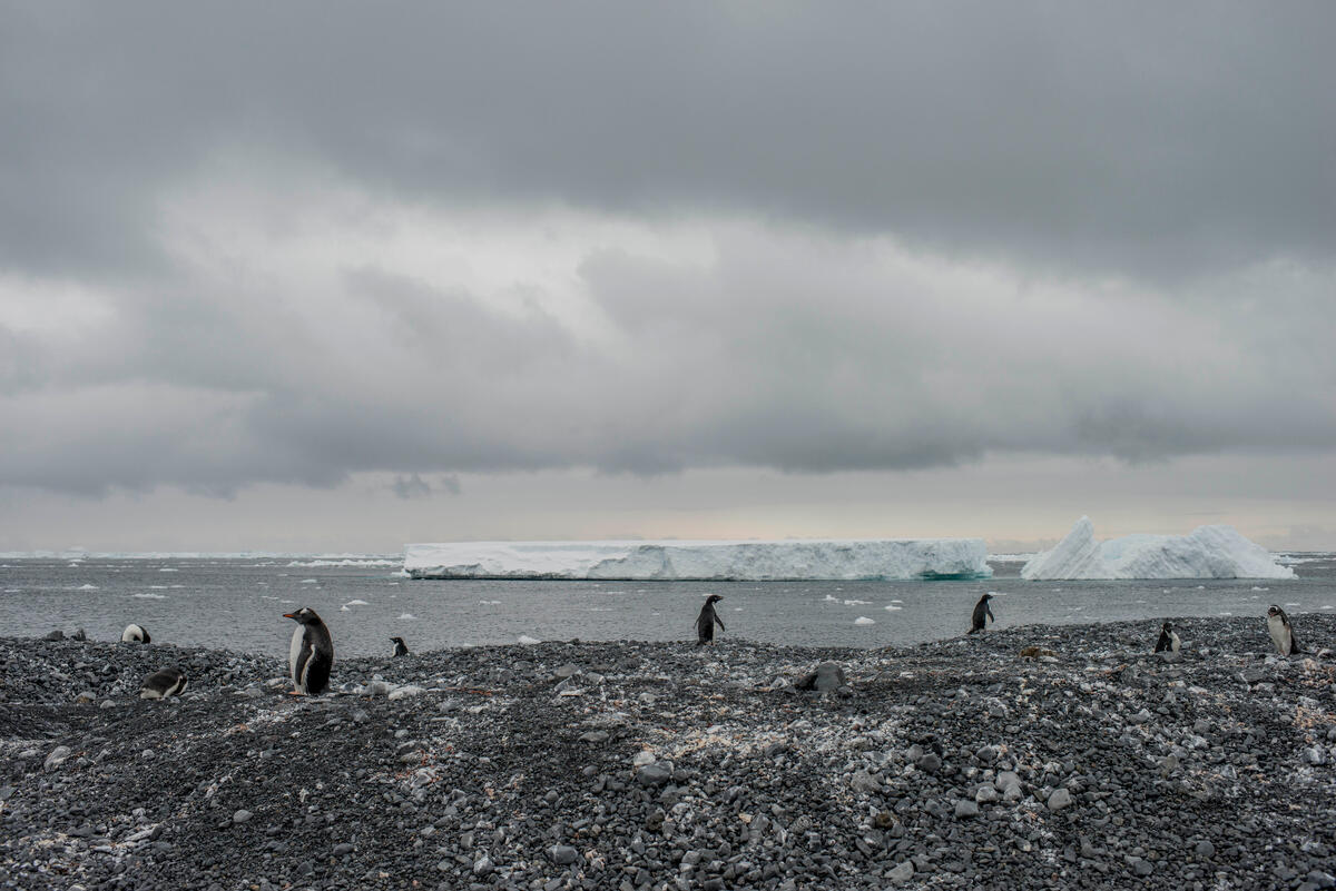 Pinguins da espécie Gentoo, acostumada a climas mais temperados, na Ilha Ardersson: gelo da Antártica está derretendo seis vezes mais rápido do que na década de 1970 (Foto: Tomás Munita / Greenpeace)