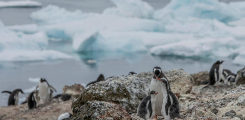 Colônia de pinguins Gentoo, na Ilha Andersson, no lado leste da Península Antártica: crise climática leva espécie a buscar áreas onde antes era demasiadamente frio para sua reprodução (Foto: Tomás Munita / Greenpeace)