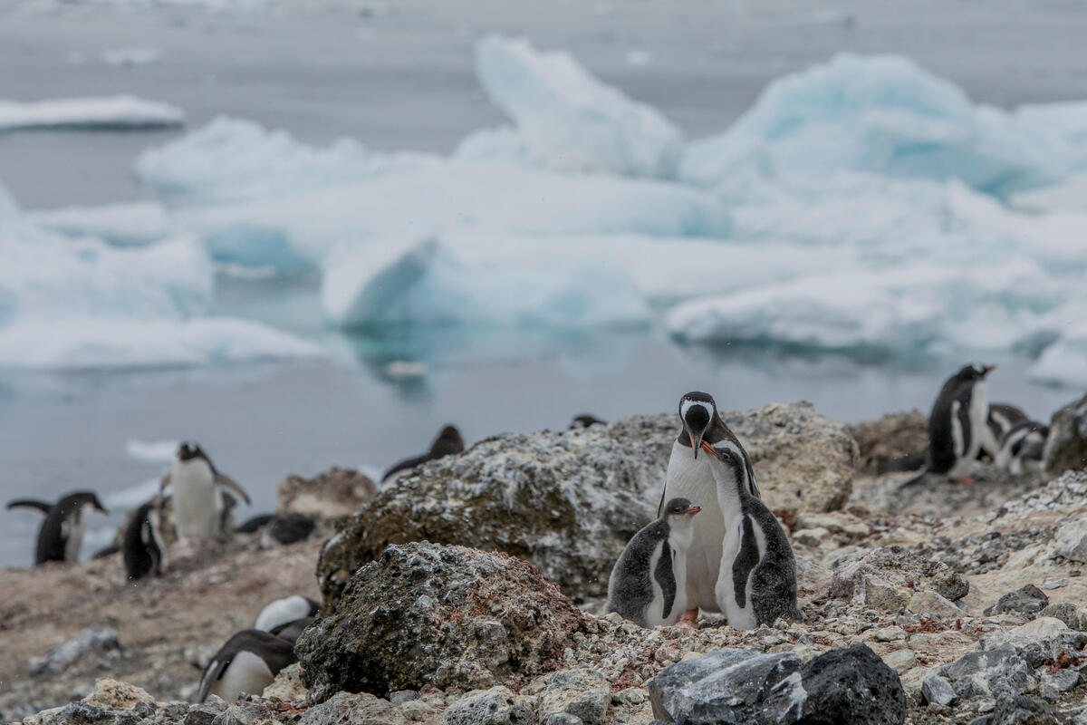 Colônia de pinguins Gentoo, na Ilha Andersson, no lado leste da Península Antártica: crise climática leva espécie a buscar áreas onde antes era demasiadamente frio para sua reprodução (Foto: Tomás Munita / Greenpeace)