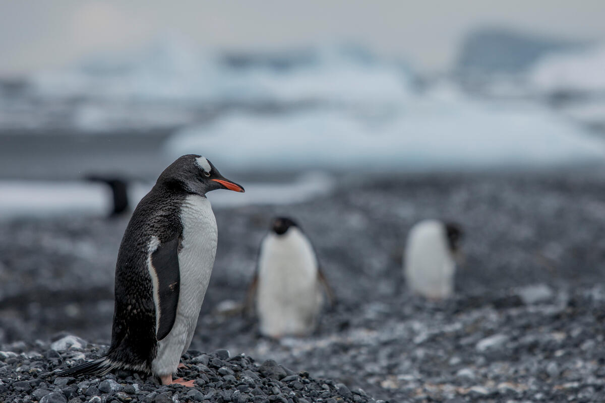 Pinguins localizados por cientistas na Antártica: pesquisadores e ambientalistas defendem novas áreas de proteção marinha no continente (Foto: Tomás Munita / Greenpeace)