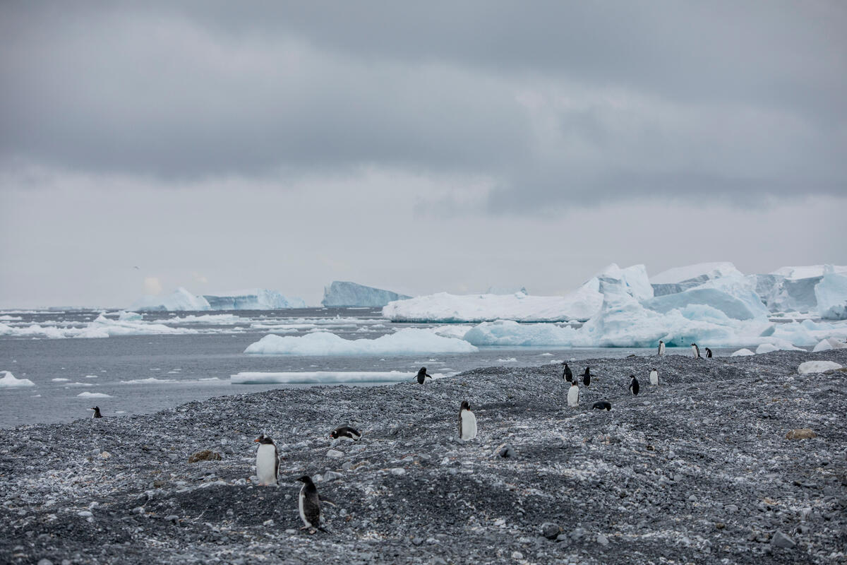 Pinguins em ilha da Antártica antes evitada pela espécie, que busca nova habitat para reprodução mais ao sul: pesquisadores apontam manifestação biológica da perda de gelo marinho (Foto: Tomás Munita / Greenpeace)