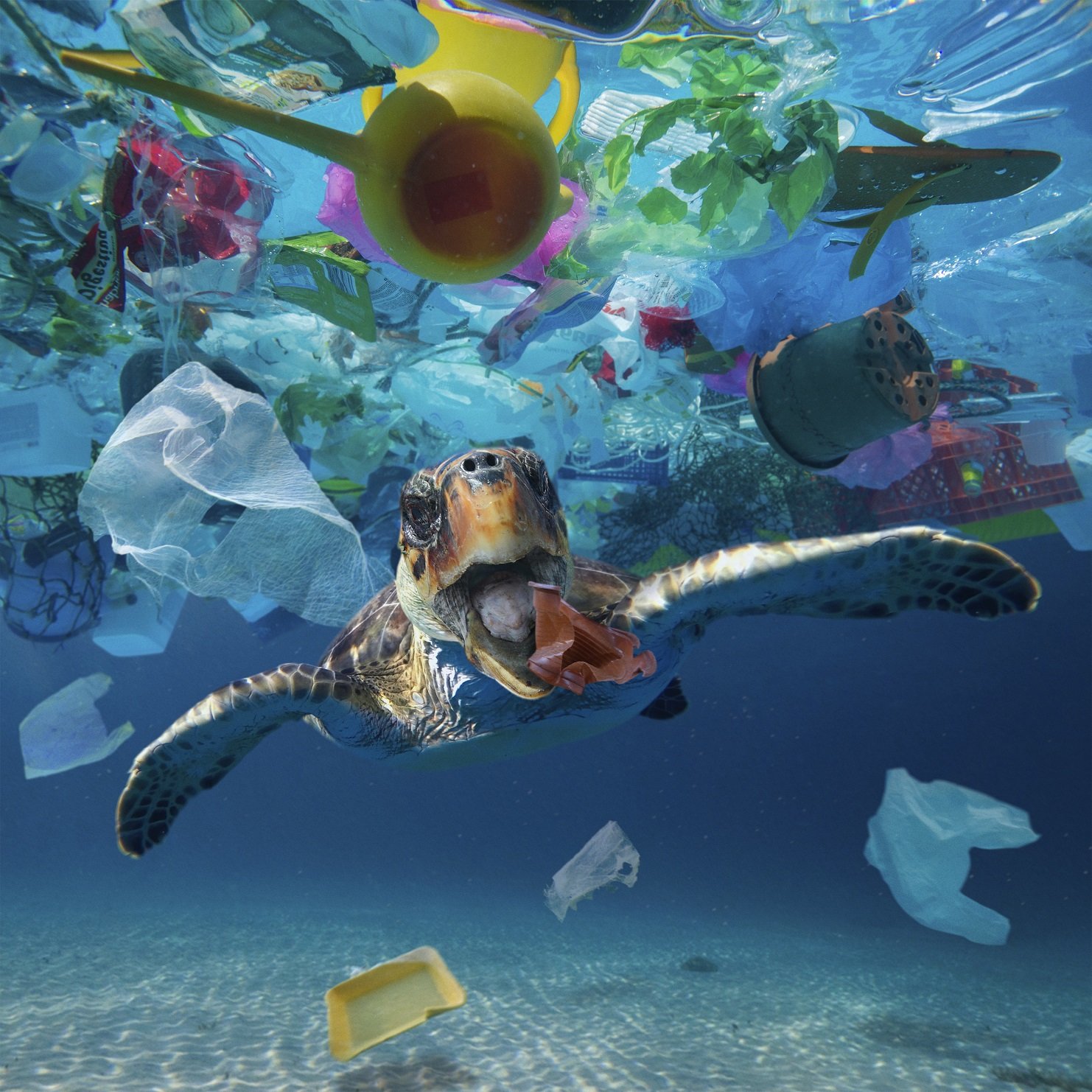 Poluição plástica atinge das espécies marinhas