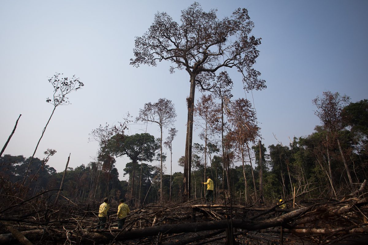 Equipe do Ibama em área de floresta derrubada e queimada no municpio de Apui, Amazonas: desmatamento impulsiona malária (Foto: Bruno Kelly / Amazonia Real - 09/08/2020)