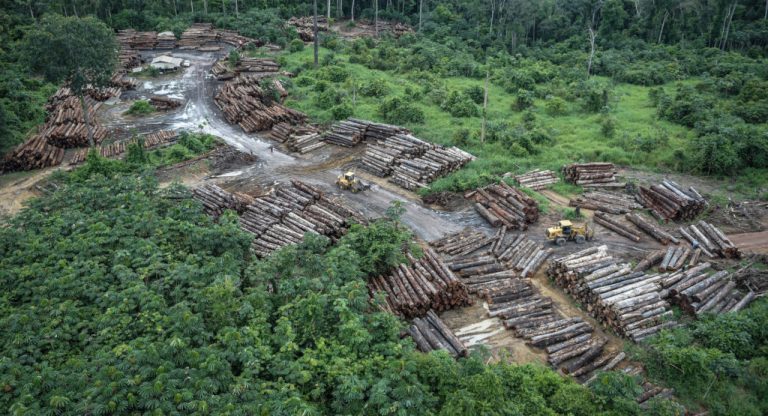 Desmatamento em área indígena em Roraima: Brasil lidera mais uma vez ranking global de destruição das florestas (Foto Felipe Weneck/Ibama)