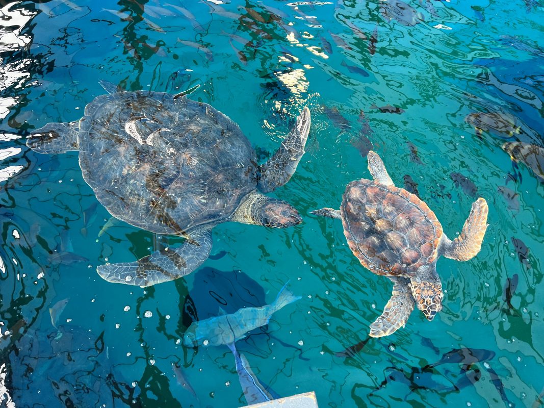 Em 8 semanas, 146 filhotes de tartarugas foram resgatados em diferentes praias da costa sul-africana. Pedaços de plástico foram identificados em fezes de ao menos 70 deles até agora. Foto Vinicius de Assis