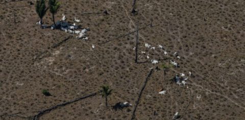 Gado em área desmatada perto de Porto Velho, Rondônia: desmatamento e pecuária fazem municípios da Amazônia encabeçarem lista de maiores emissores de gases de efeito estufa (Foto: Bruno Kelly / Amazônia Real - 10/08/2020)