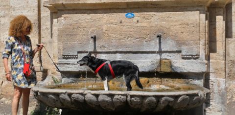 Francesa leva cachorro para aproveitar água da fonte em dia de calor de 40 graus no sul do país: na França, mais de 200 cidades registraram, neste junho de 2022, recordes de calor para o mês (Foto: Marcelo Carnaval)