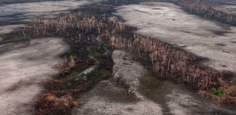 Desmatamento e queimada flagrados pelo Ibama no Amazonas: ONGs cobram R$ 247 milhões de desmatadores por dano ambiental (Foto: Vinicius Mendonça/Ibama - 19/08/2019)