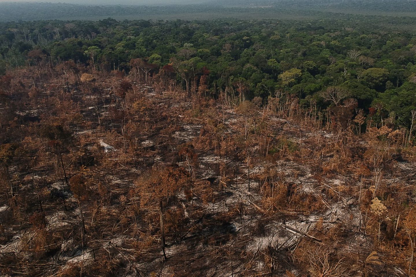 Área desmatada e queimada no município de Apuí, Amazonas: desmatamento aumentou 20% (Foto: Bruno Kelly / Amazônia Real - 09/08/2020)