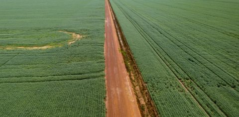 Campos de soja gigantes na região de Sinop, no Mato Grosso. O agronegócio responde por mais 20% do PIB nacional. Foto Michael Runkel/ Robert Harking via AFP
