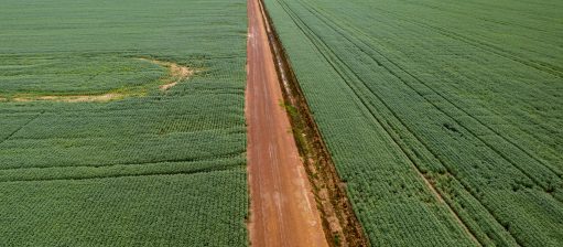 Campos de soja gigantes na região de Sinop, no Mato Grosso. O agronegócio responde por mais 20% do PIB nacional. Foto Michael Runkel/ Robert Harking via AFP