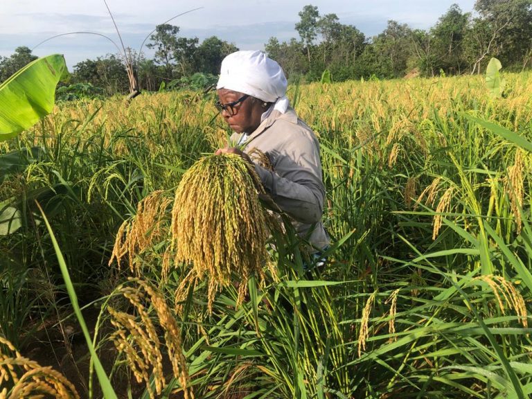 Mulher trabalhando na roça no quilombo Ribeirão da Mutuca. (Foto: Acorquirim/ Divulgação)