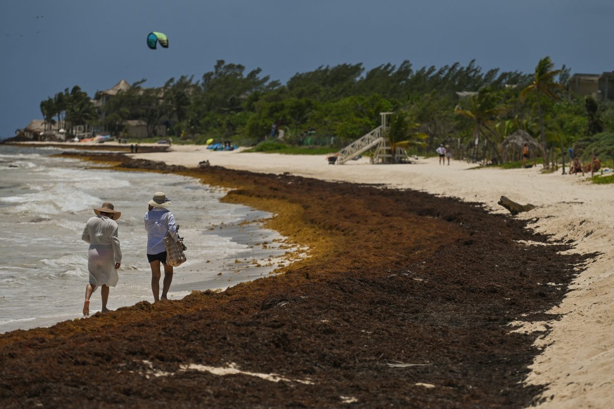 Casal de turistas caminha em meio ao sargaço que ocupa as areias da Riviera Maya. Foto Artur Widak/NurPhoto via AFP