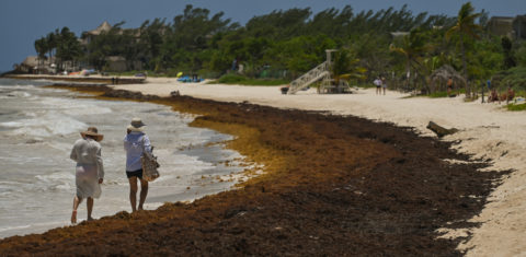 Casal de turistas caminha em meio ao sargaço que ocupa as areias da Riviera Maya. Foto Artur Widak/NurPhoto via AFP