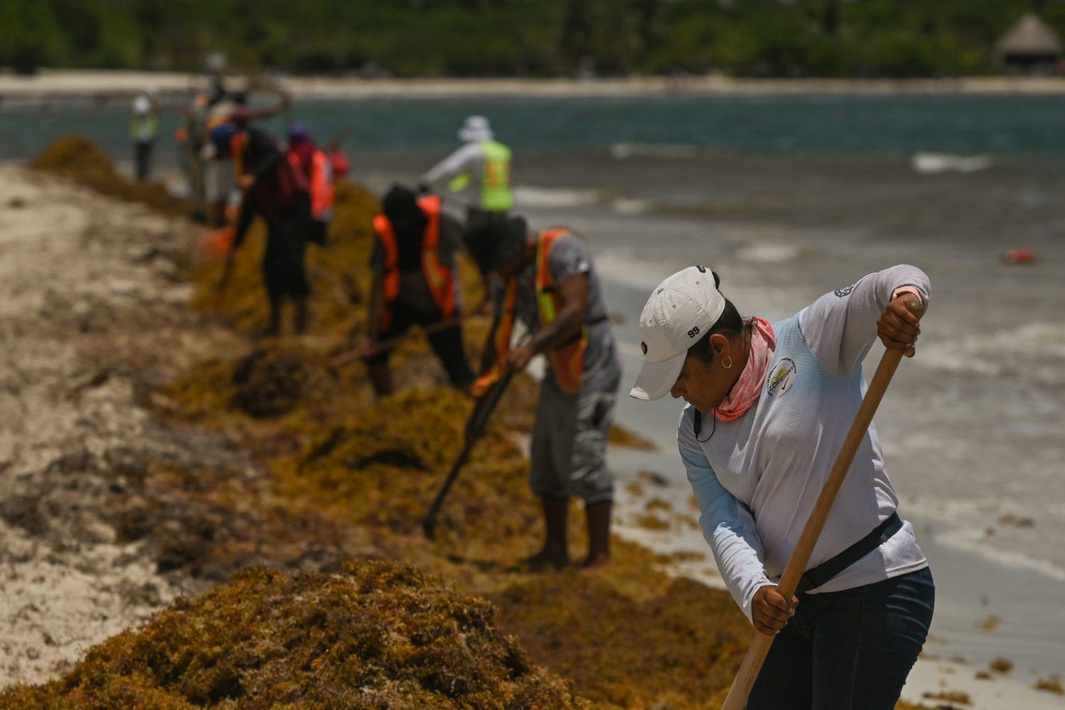 Funcionários dos hotéis e moradores da região de Playa del Carmen tentam retirar o sargaço das praias. Foto Artur Widak/NurPhoto via AFP