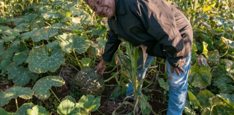 O educador e agricultor indígena Anastácio Peralta com sua plantação de abóbora: produção orgânica sem agrotóxicos como alternativa à monocultura nas aldeias indígenas (Foto: Siguimar Gonçalves)