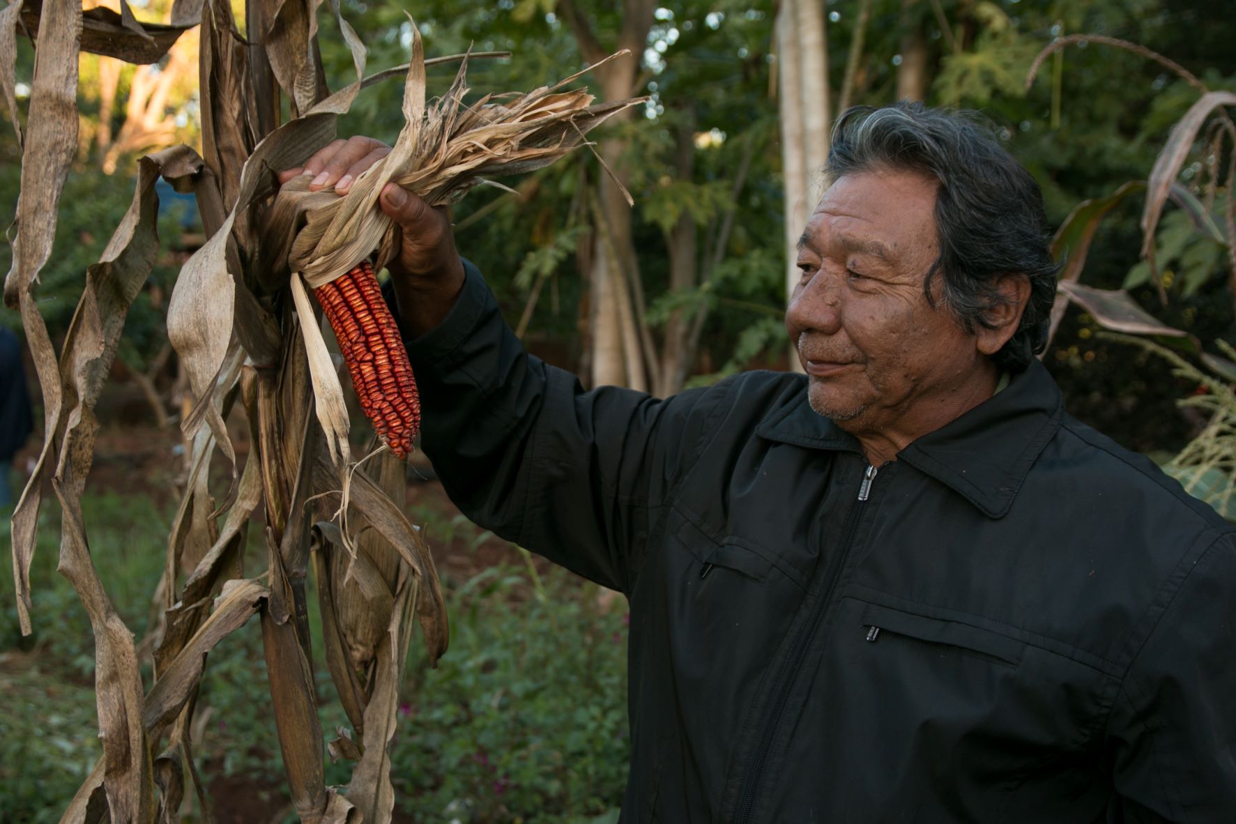 O educador e agricultor kaiowá Anastácio Peralta na área onde cultiva milho, tomate e abóbora: denúncia de contaminação da água do rio pelos agrotóxicos da monocultura em Panambizinho (Foto: Siguimar Gonçalves)