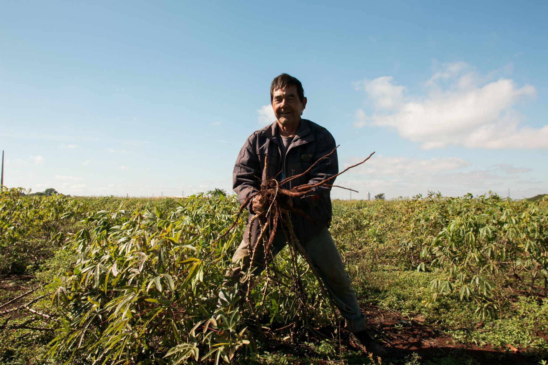 Carlos e sua plantação de mandioca na aldeia Bororó: solo fraco após uso de agrotóxicos na monocultura (Foto: Suguimar Gonçalves)