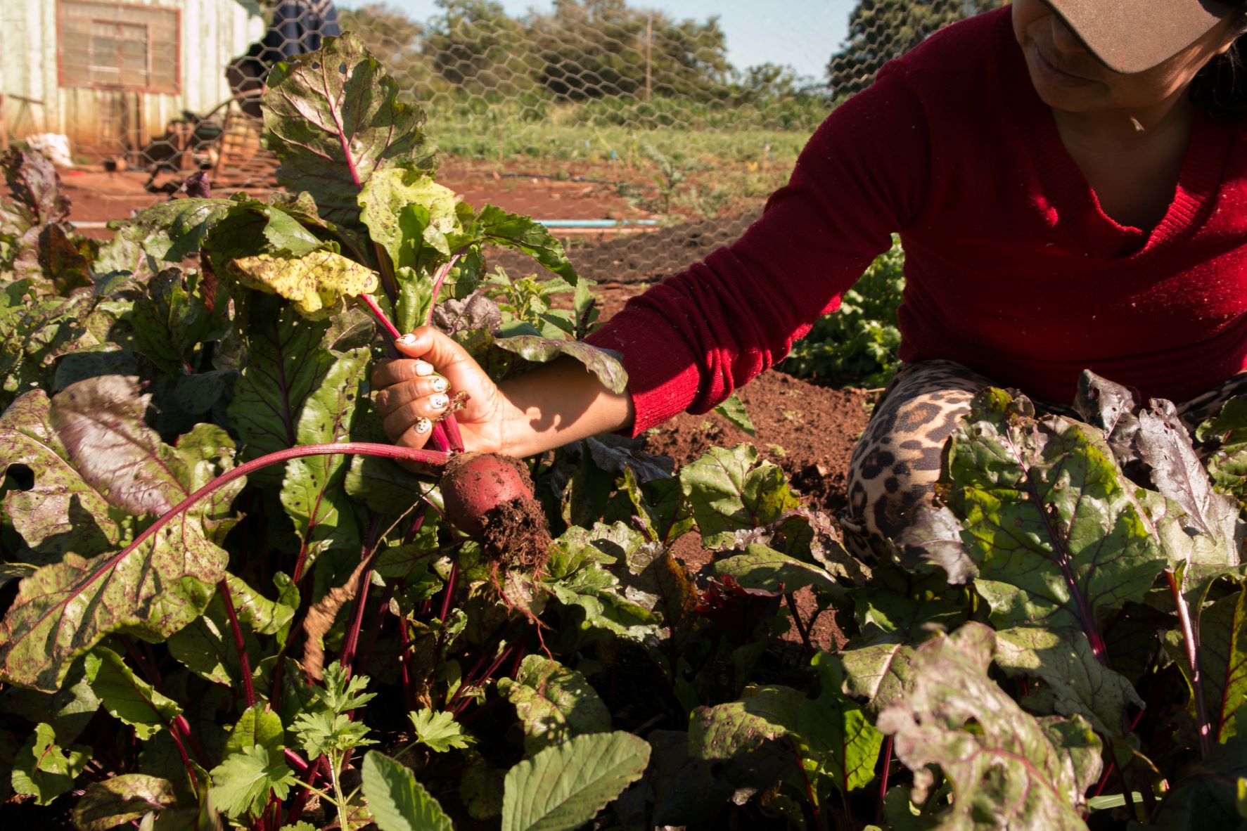 Cecília com sua produção de alimentos: ameaça de morte após opção por plantar sem agrotóxicos (Foto: Siguimar Gonçalves)