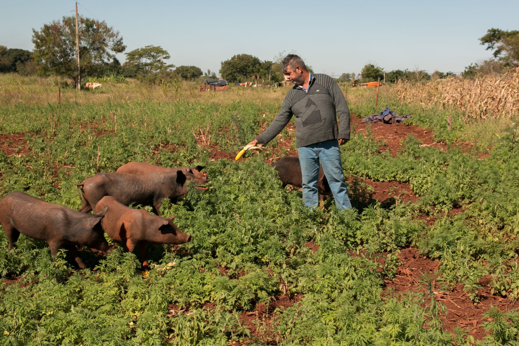 Marcio com sua plantação orgânica e seus porcos: alimentos agroecológicos após 20 anos de monocultura (Foto: Siguimar Gonçalves)
