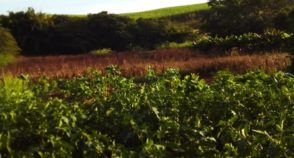 Encurralados pelo veneno: pesticidas lançados em monocultivos afetam saúde de quilombolas