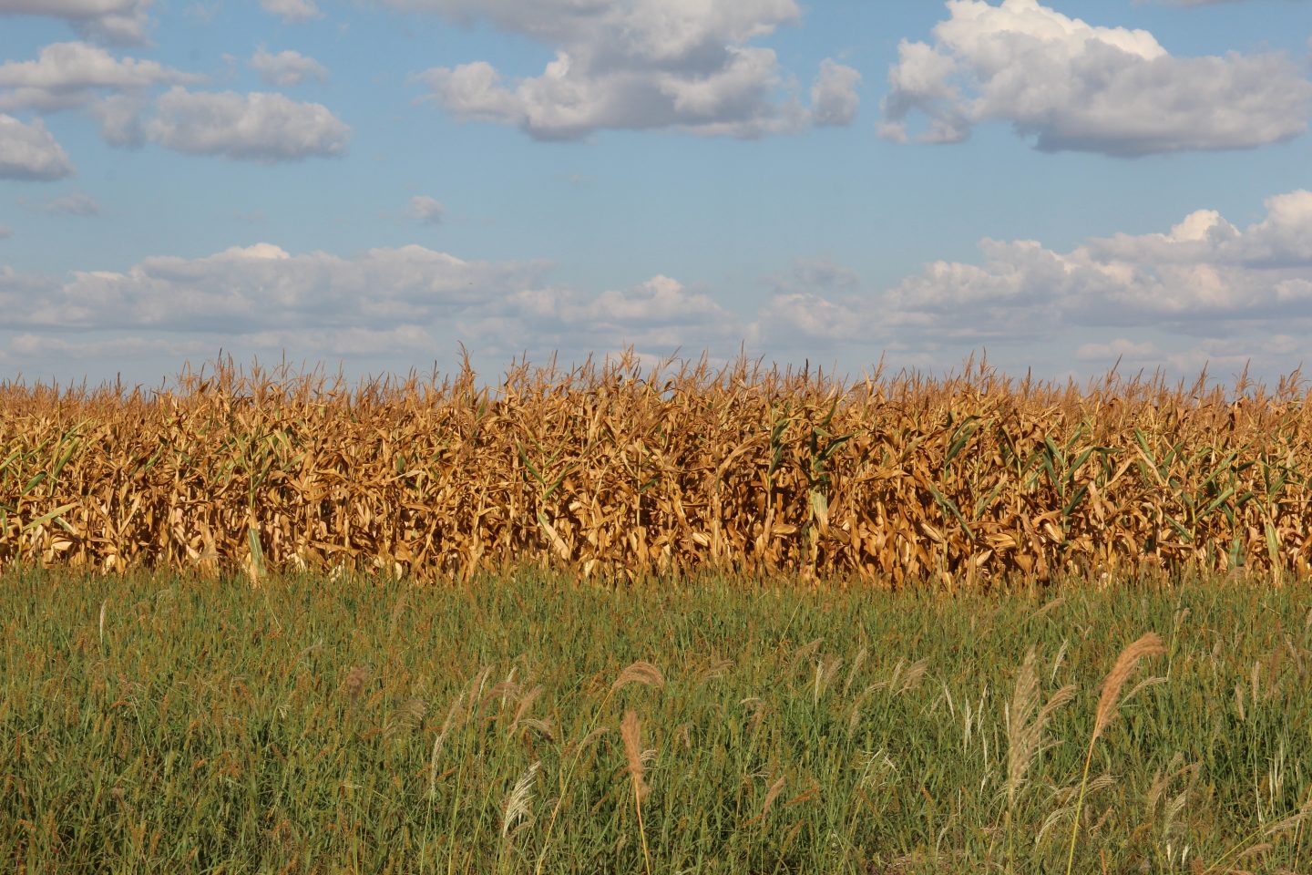 Campo de soja em Sinop, no Mato Grosso, estado que é a capital do agronegócio brasileiro. Foto Felipe Betim /Diálogo Chino