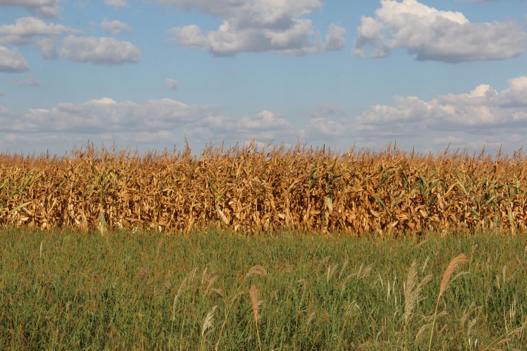Campo de soja em Sinop, no Mato Grosso, estado que é a capital do agronegócio brasileiro. Foto Felipe Betim /Diálogo Chino