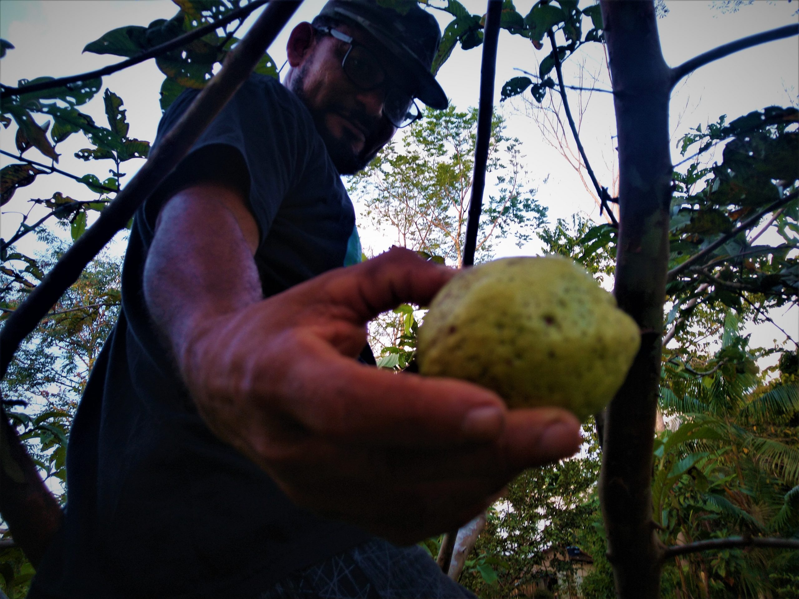 Ex-presidente da Arquinec, Sebastião produz frutas sem agrotóxicos no quilombo Santo Antônio (PA). Foto Daniel Giovanaz