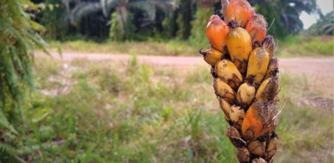 Moradora do quilombo Cravo mostra o fruto dendê, que se tornou o pesadelo da comunidade. Reprodução
